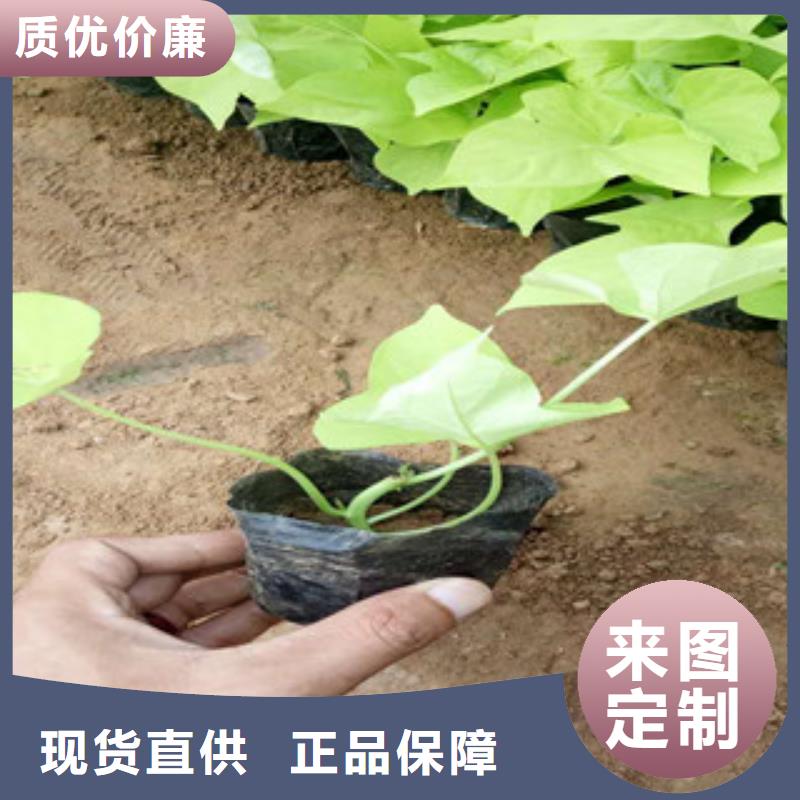 时令草花-花海景观工程专注细节专注品质
