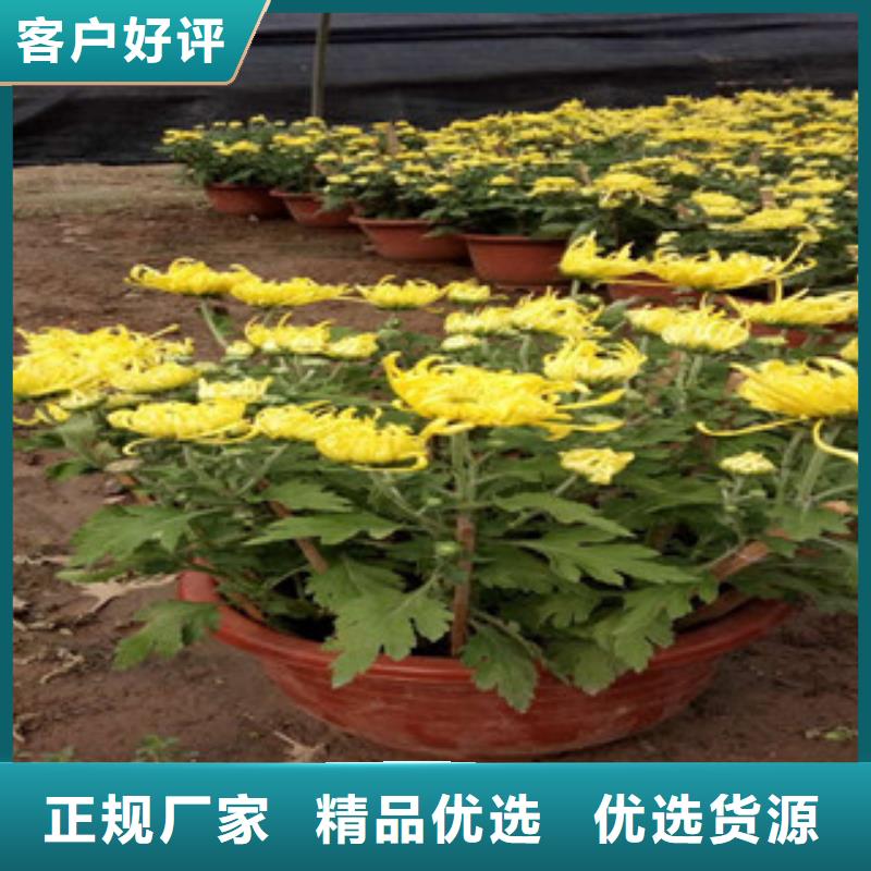 时令草花耐寒耐旱草花基地品质过硬
