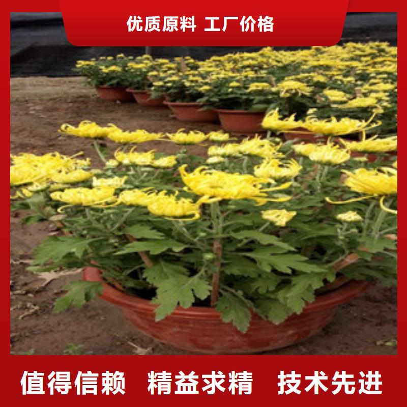 水生植物/荷花睡莲-视频-水生植物/荷花睡莲-广西省河池市(同城)制造商-宜州|天峨|钦州|贺州|柳州|百色|来宾