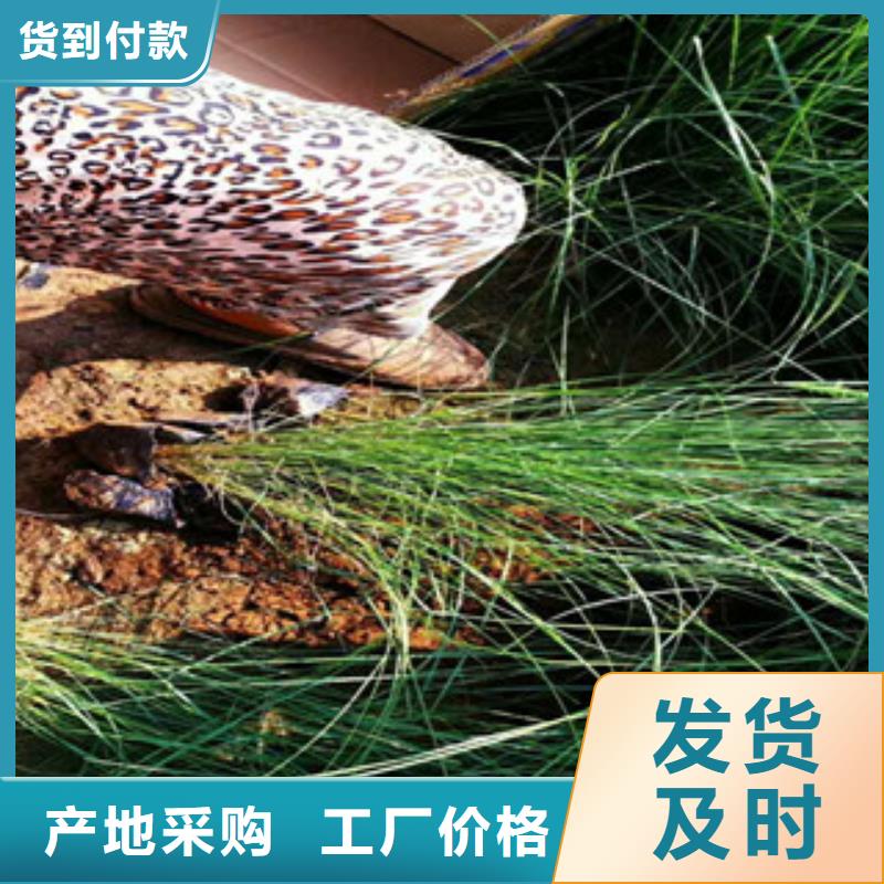 时令草花柳叶马鞭草/薰衣草价格低