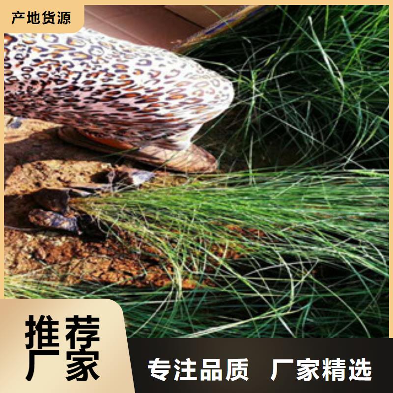 时令草花-花海景观工程专注细节专注品质