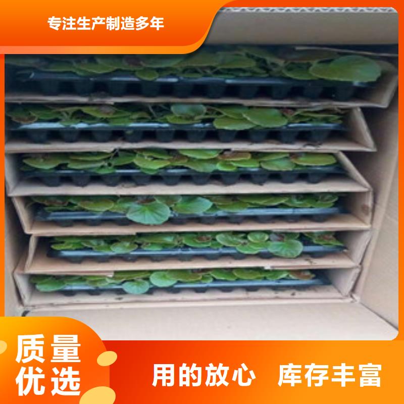 时令草花柳叶马鞭草/薰衣草价格低