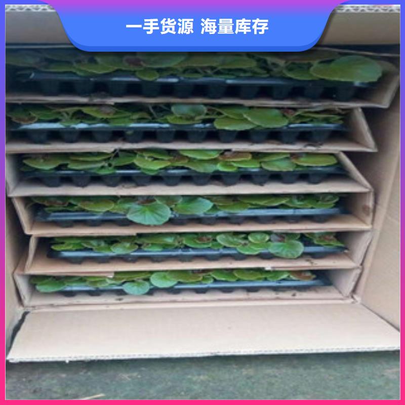 水生植物/荷花睡莲-视频-水生植物/荷花睡莲|直辖香港|