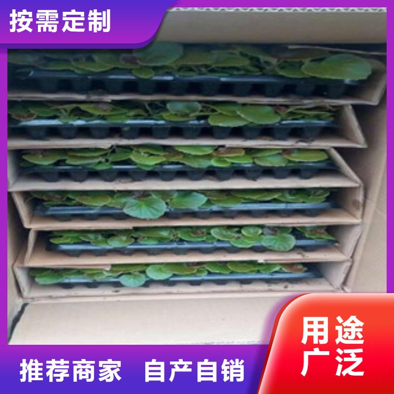 时令草花_柳叶马鞭草/薰衣草支持批发零售