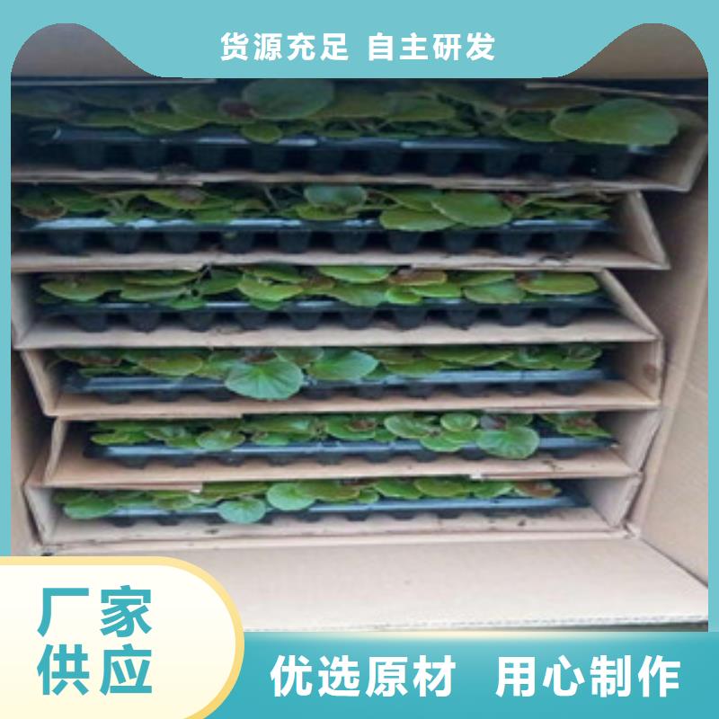 【时令草花】-观赏草/蒲苇狼尾草真材实料加工定制