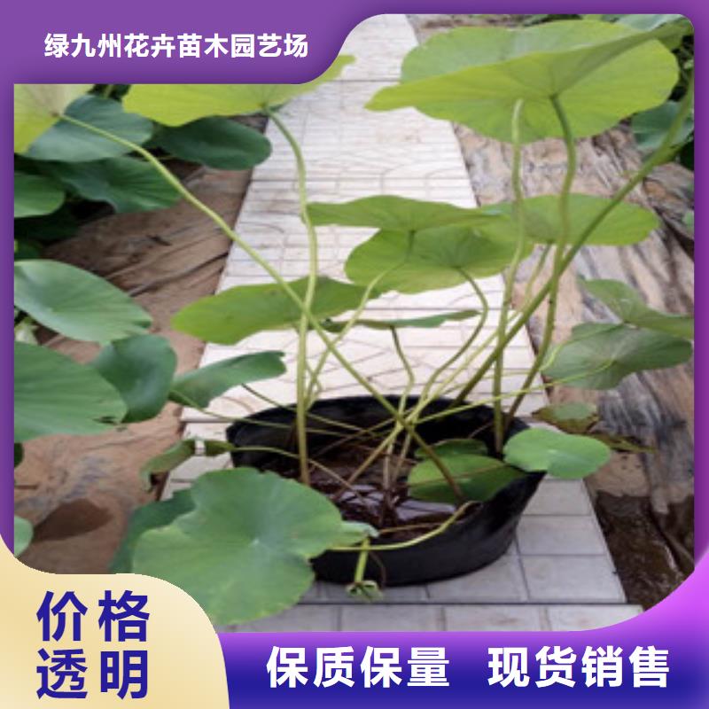 时令草花耐寒耐旱草花基地品质过硬