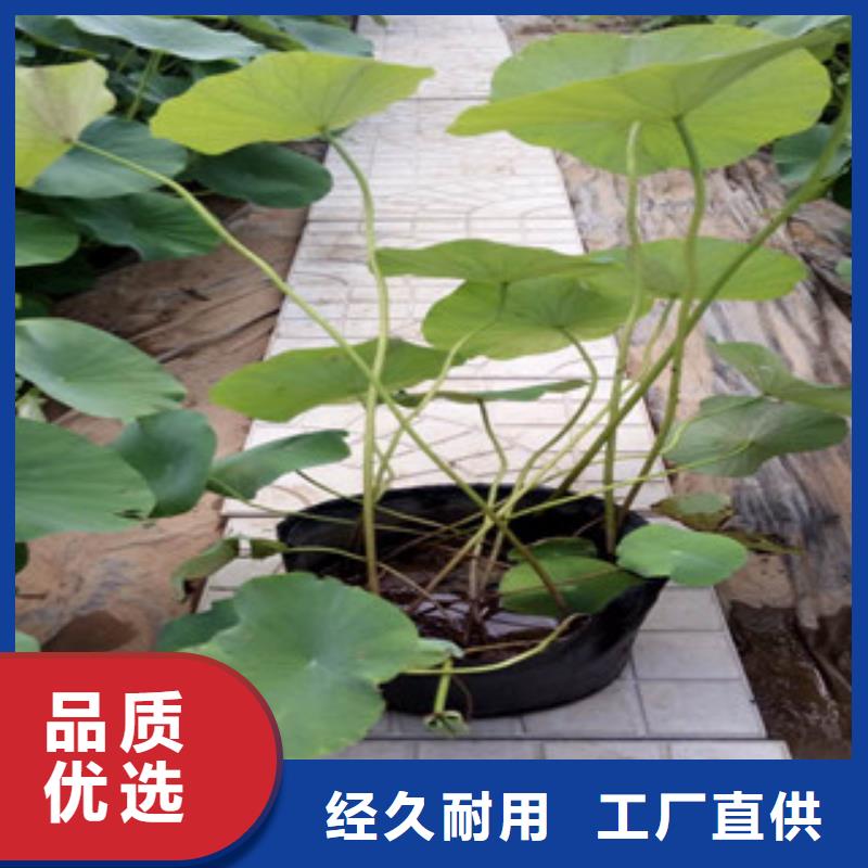 时令草花_耐寒耐旱草花基地发货迅速