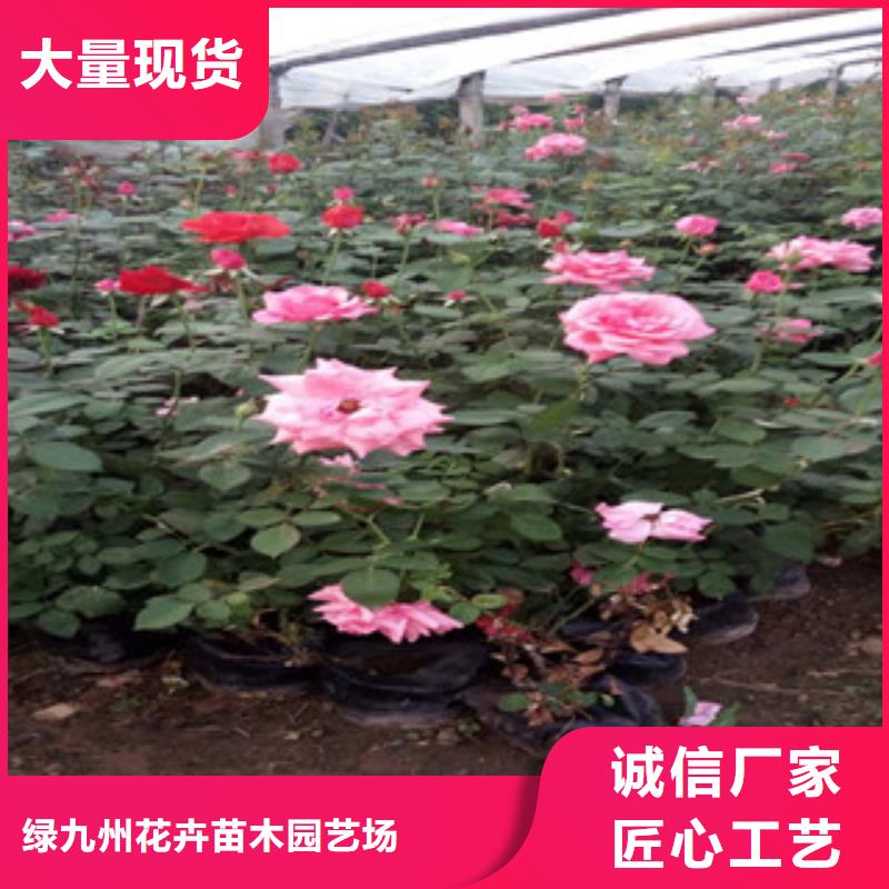 时令草花花海景观工程产地批发