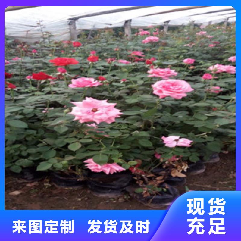 时令草花_柳叶马鞭草/薰衣草支持批发零售