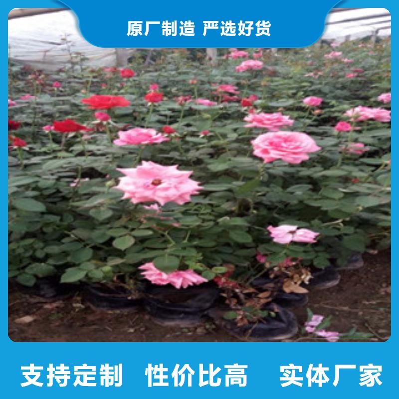 时令草花花海景观工程诚信为本