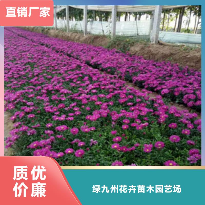 时令草花柳叶马鞭草/薰衣草价格低