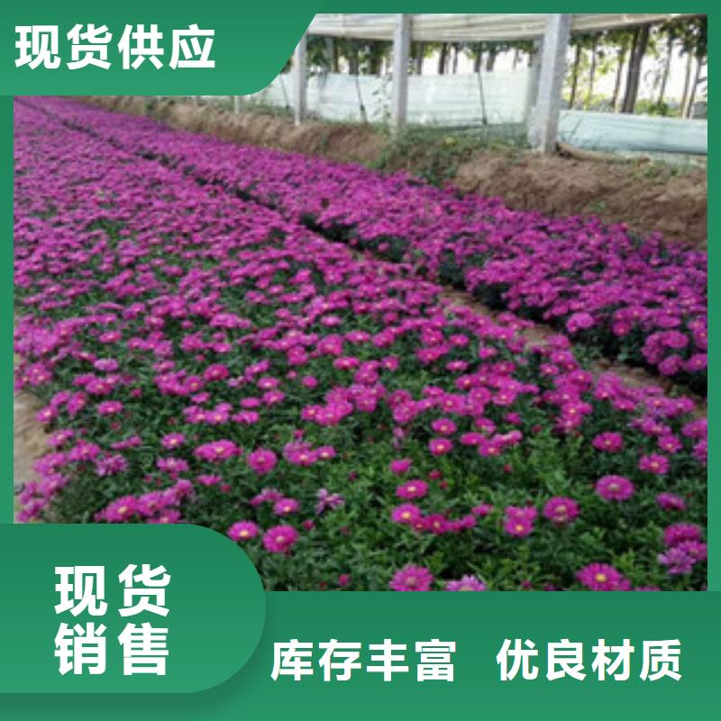 水生植物/荷花睡莲-视频-水生植物/荷花睡莲|直辖香港|