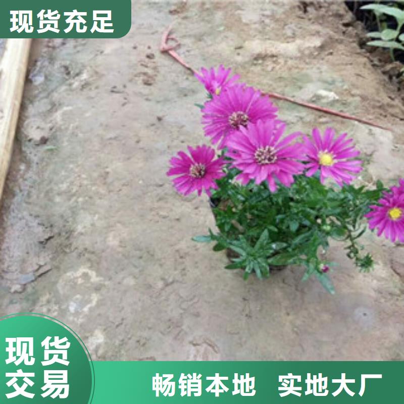 时令草花鲁冰花/粉黛乱子草货源足质量好