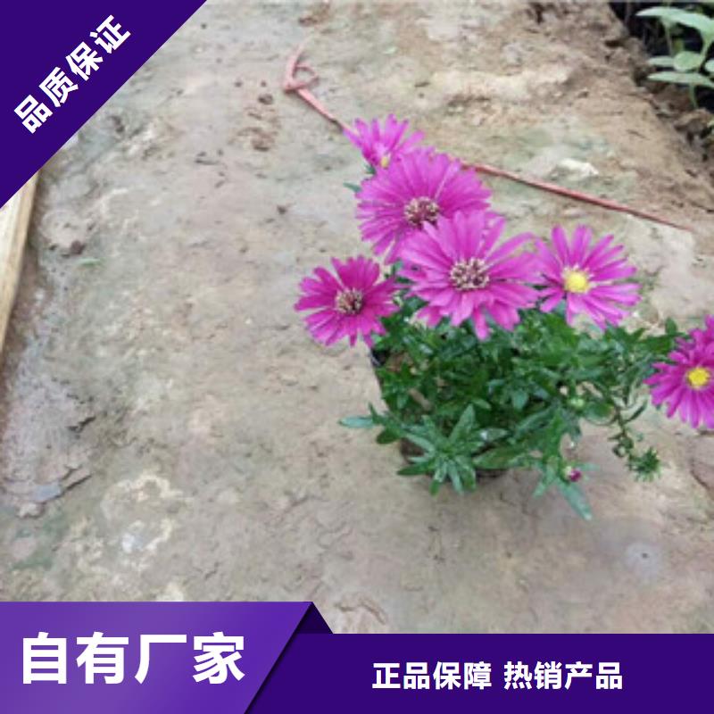 水生植物/荷花睡莲-视频-水生植物/荷花睡莲-广西省河池市(同城)制造商-宜州|天峨|钦州|贺州|柳州|百色|来宾