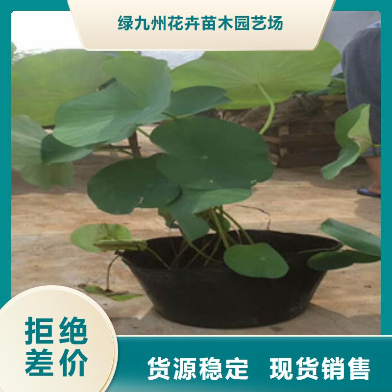时令草花宿根花卉基地按需定制
