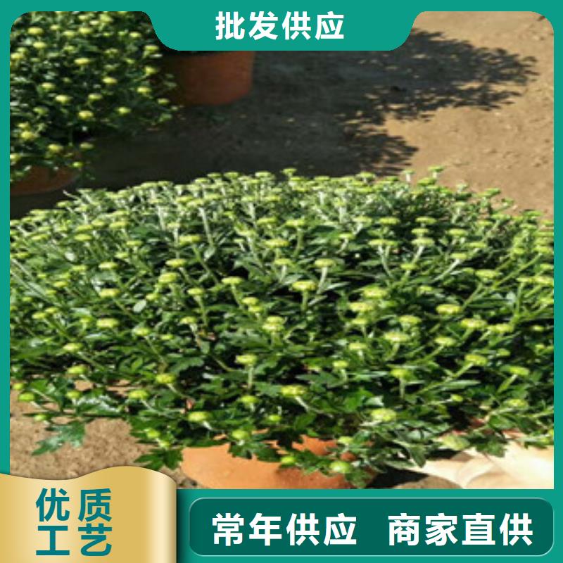 水生植物/荷花睡莲-视频-水生植物/荷花睡莲-广西省河池市(同城)制造商-宜州|天峨|钦州|贺州|柳州|百色|来宾