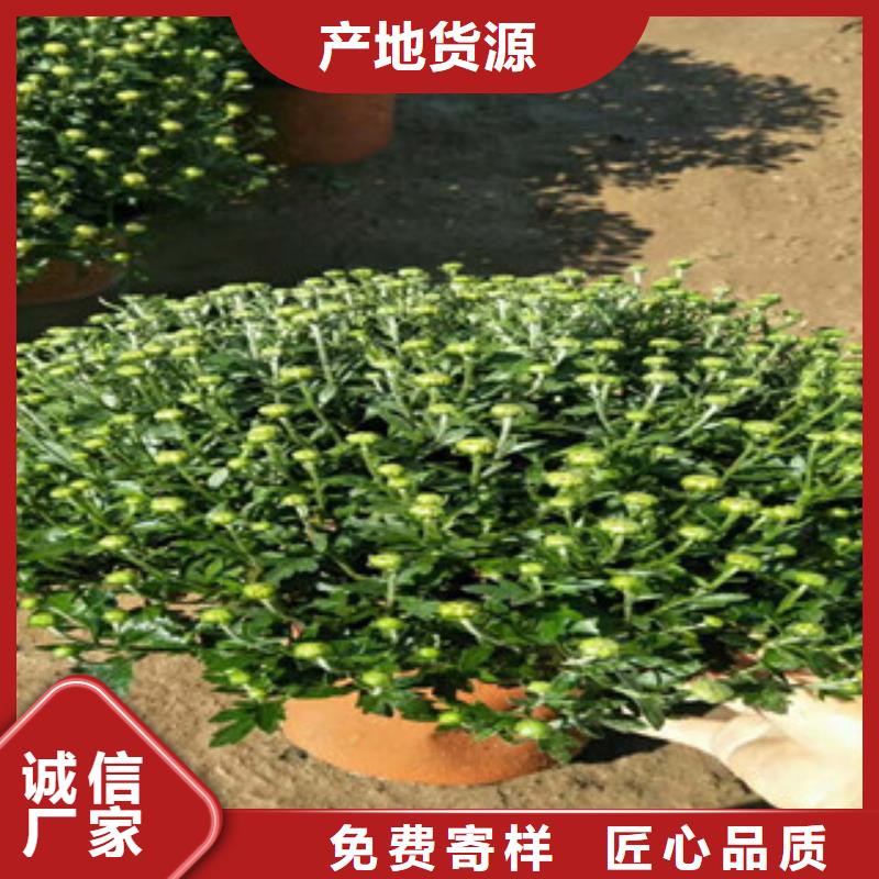 时令草花宿根花卉基地按需定制