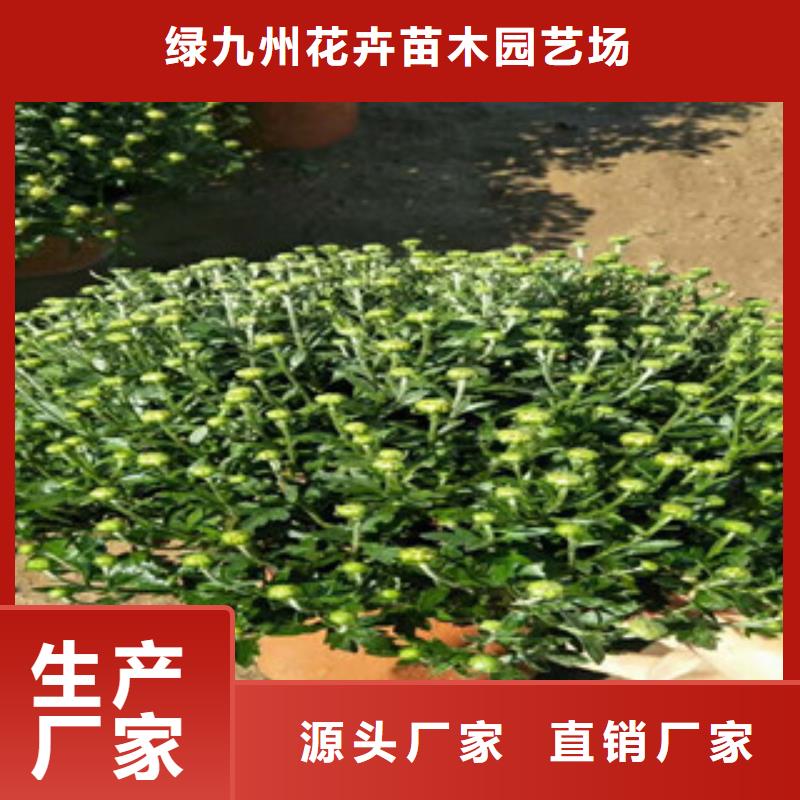 时令草花鲁冰花/粉黛乱子草货源足质量好