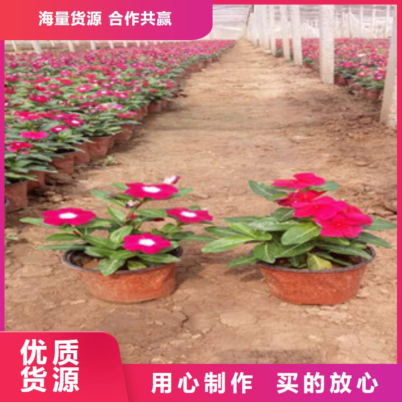 【时令草花】-观赏草/蒲苇狼尾草真材实料加工定制
