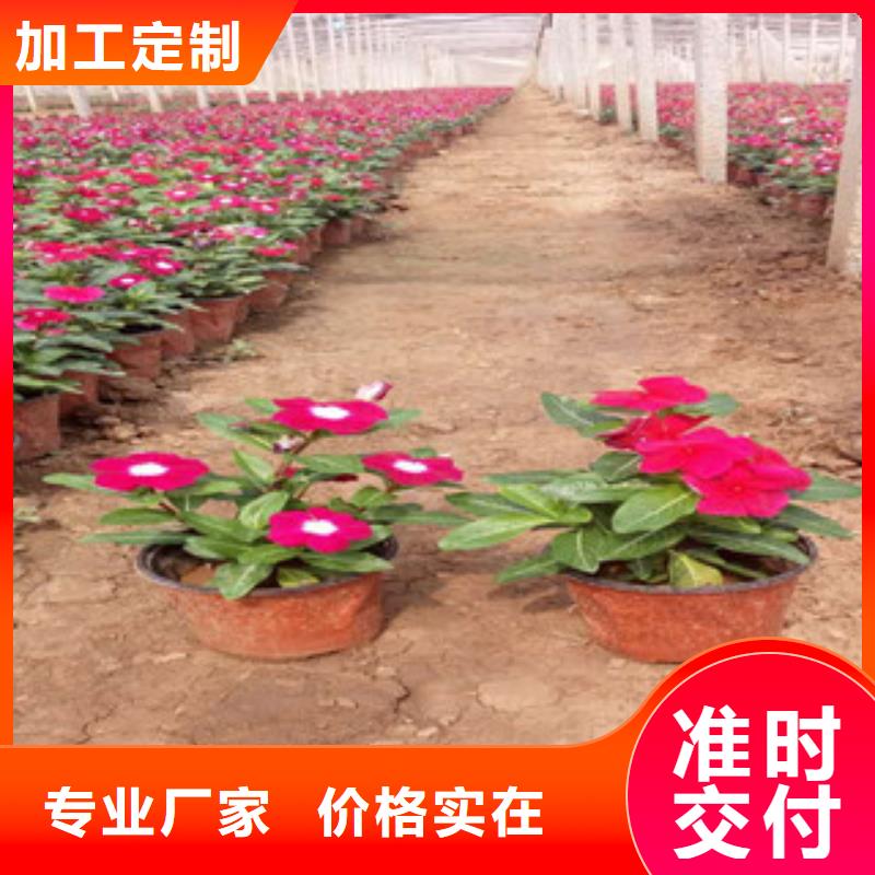 水生植物/荷花睡莲-视频-水生植物/荷花睡莲|直辖香港|