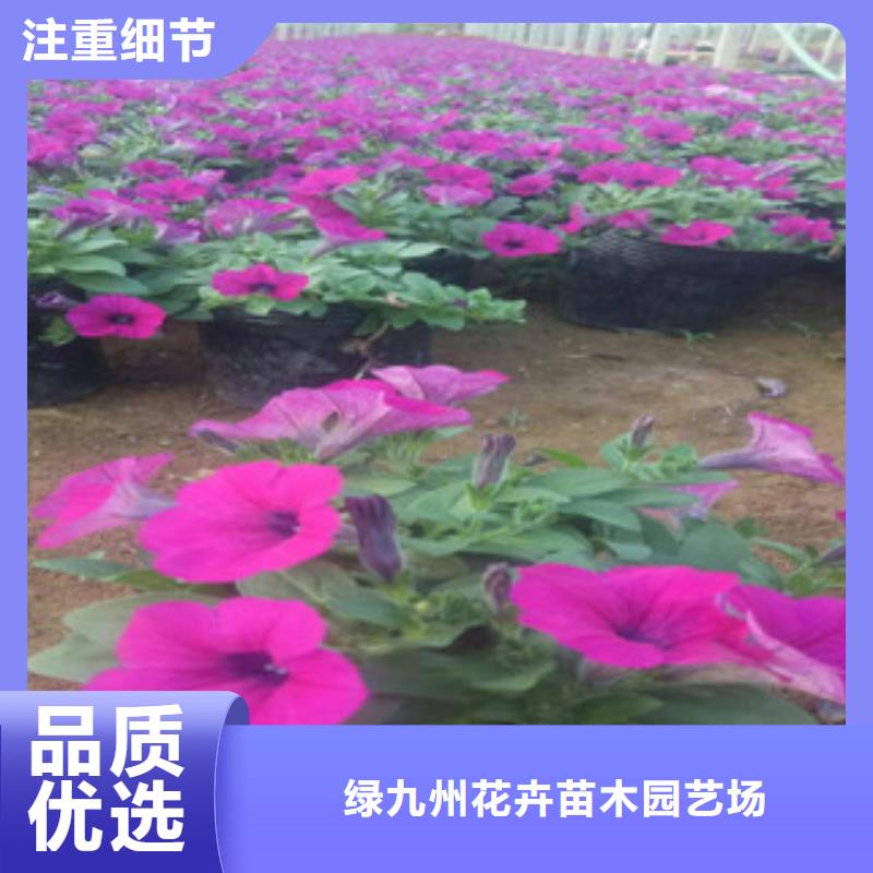 水生植物/荷花睡莲-视频-水生植物/荷花睡莲|直辖香港|