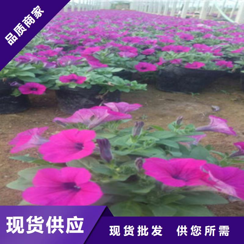 时令草花-花海景观工程专注细节专注品质