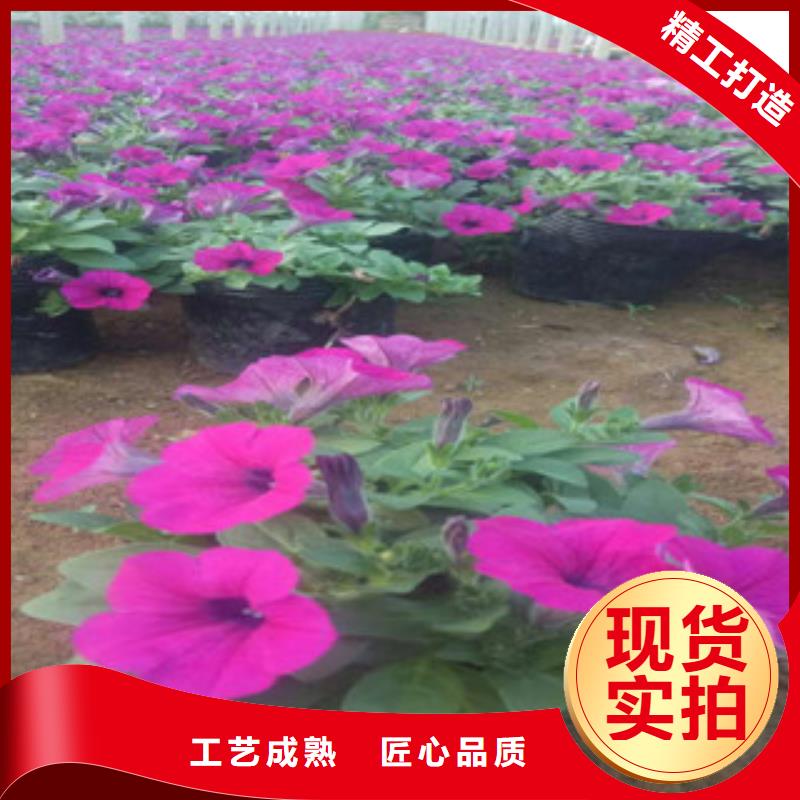 【时令草花】-观赏草/蒲苇狼尾草真材实料加工定制