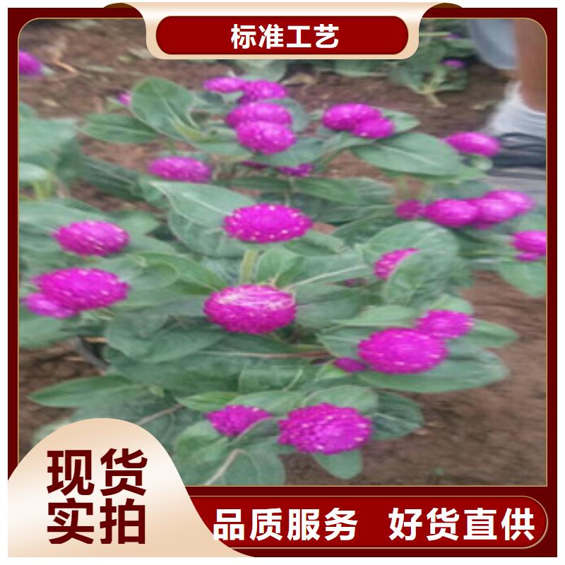 时令草花,五一国庆草花批发品质过硬