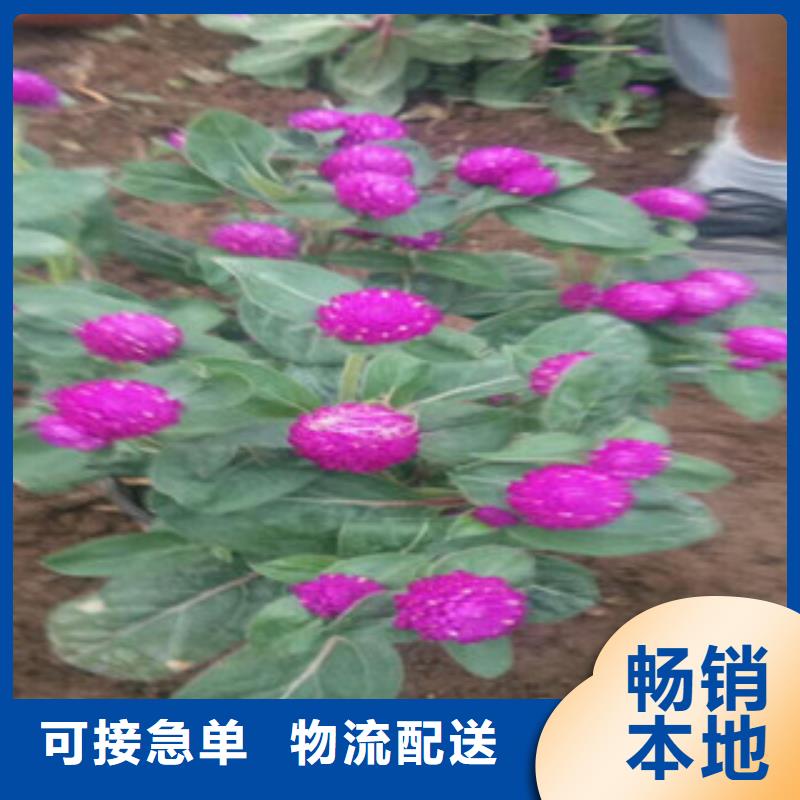 水生植物/荷花睡莲-视频-水生植物/荷花睡莲-广西省河池市(同城)制造商-宜州|天峨|钦州|贺州|柳州|百色|来宾