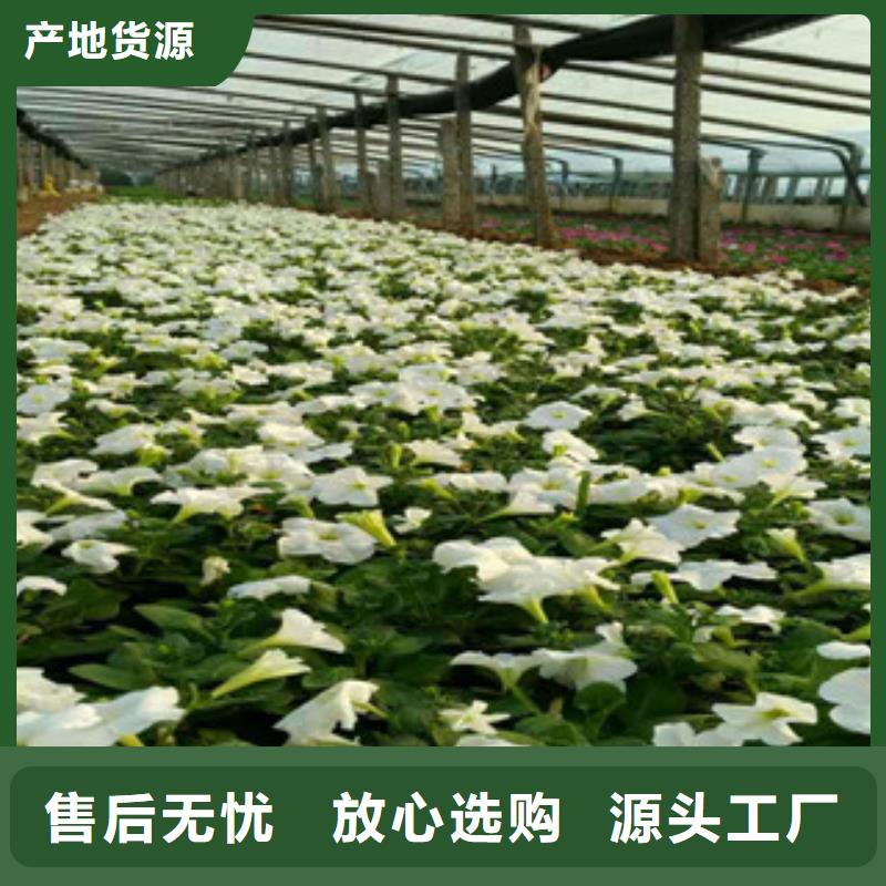 时令草花花海景观工程诚信为本