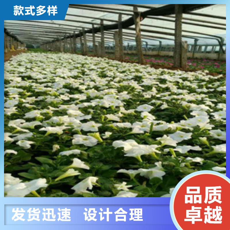 时令草花水生植物/荷花睡莲厂家直销规格多样