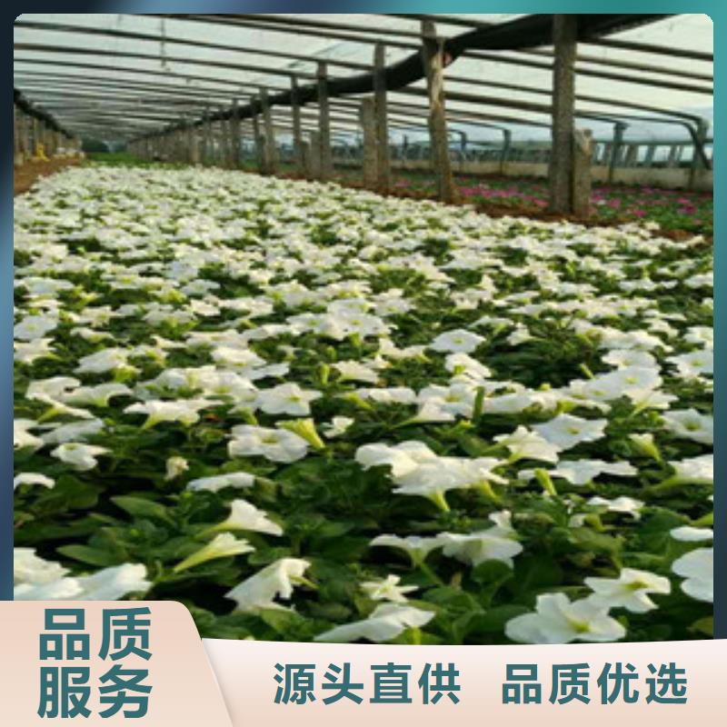时令草花柳叶马鞭草/薰衣草价格低