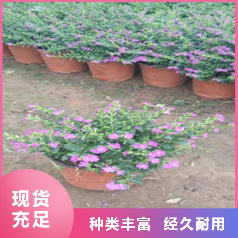 时令草花_柳叶马鞭草/薰衣草支持批发零售