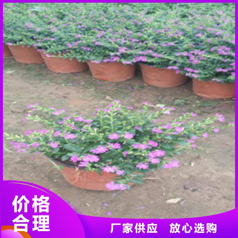 时令草花花海景观工程产地批发
