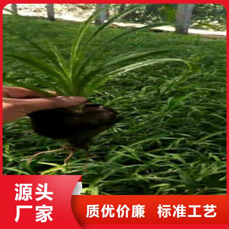 时令草花_柳叶马鞭草/薰衣草支持批发零售