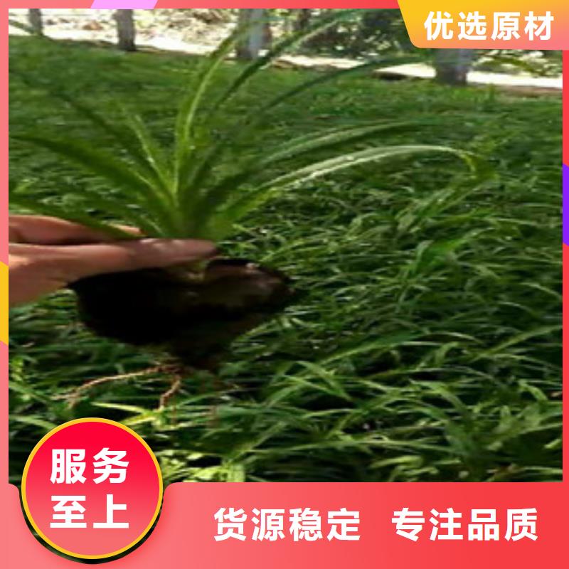 水生植物/荷花睡莲-视频-水生植物/荷花睡莲-广西省河池市(同城)制造商-宜州|天峨|钦州|贺州|柳州|百色|来宾