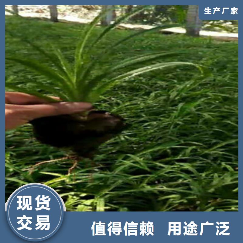 时令草花_耐寒耐旱草花基地发货迅速