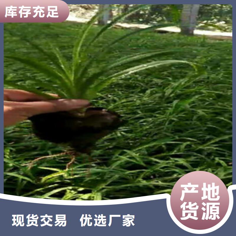 时令草花宿根花卉基地厂家质量过硬