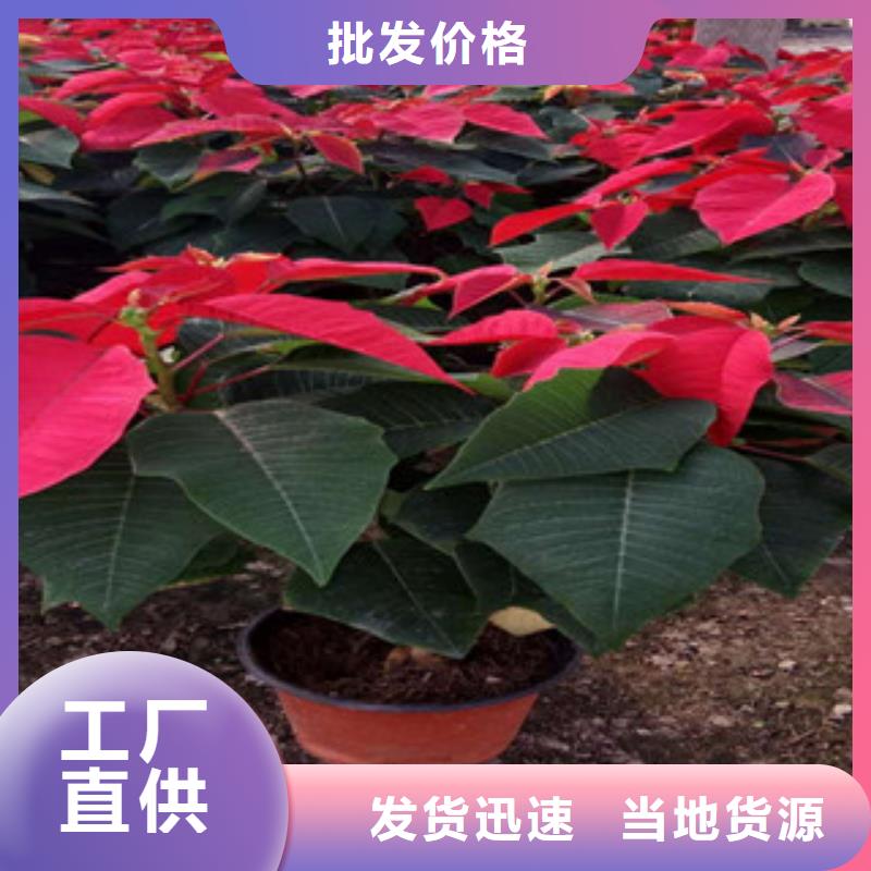 水生植物/荷花睡莲-视频-水生植物/荷花睡莲-广西省河池市(同城)制造商-宜州|天峨|钦州|贺州|柳州|百色|来宾