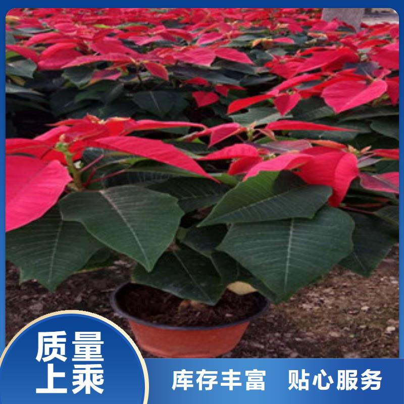 时令草花_柳叶马鞭草/薰衣草支持批发零售
