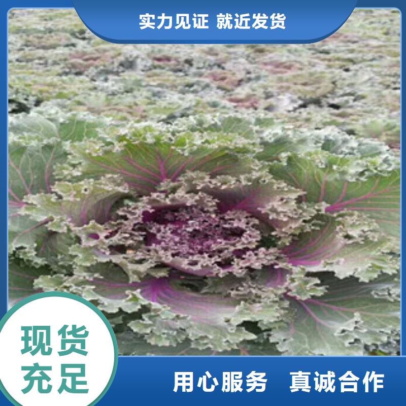 时令草花宿根花卉基地厂家质量过硬
