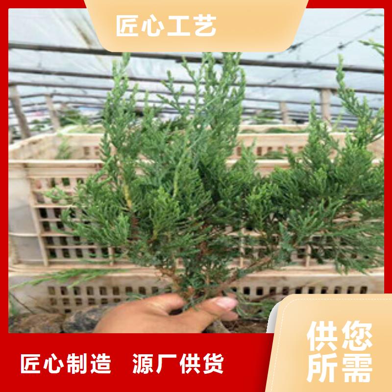 时令草花_柳叶马鞭草/薰衣草支持批发零售