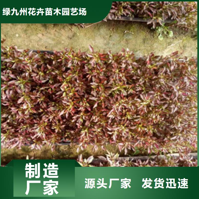 时令草花_柳叶马鞭草/薰衣草支持批发零售