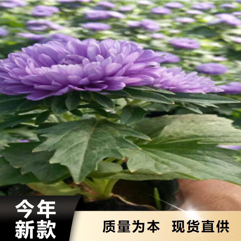 时令草花宿根花卉基地厂家质量过硬