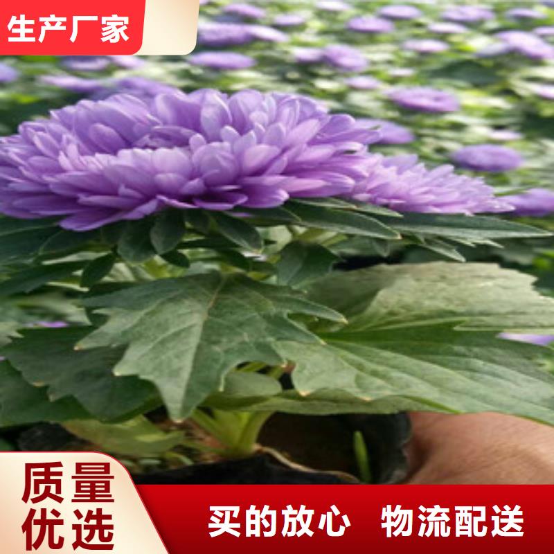 时令草花_柳叶马鞭草/薰衣草支持批发零售