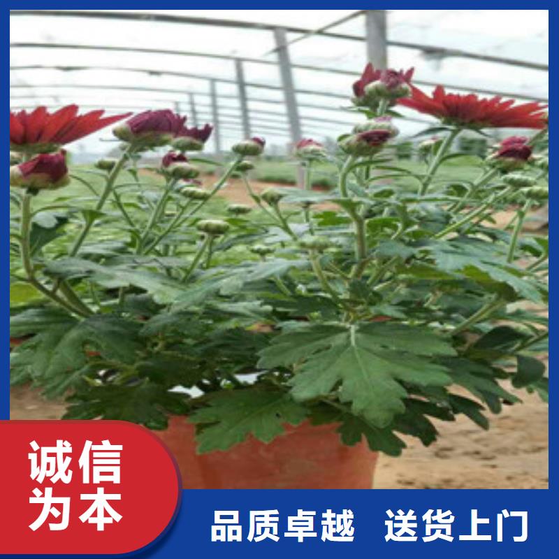 时令草花_柳叶马鞭草/薰衣草支持批发零售