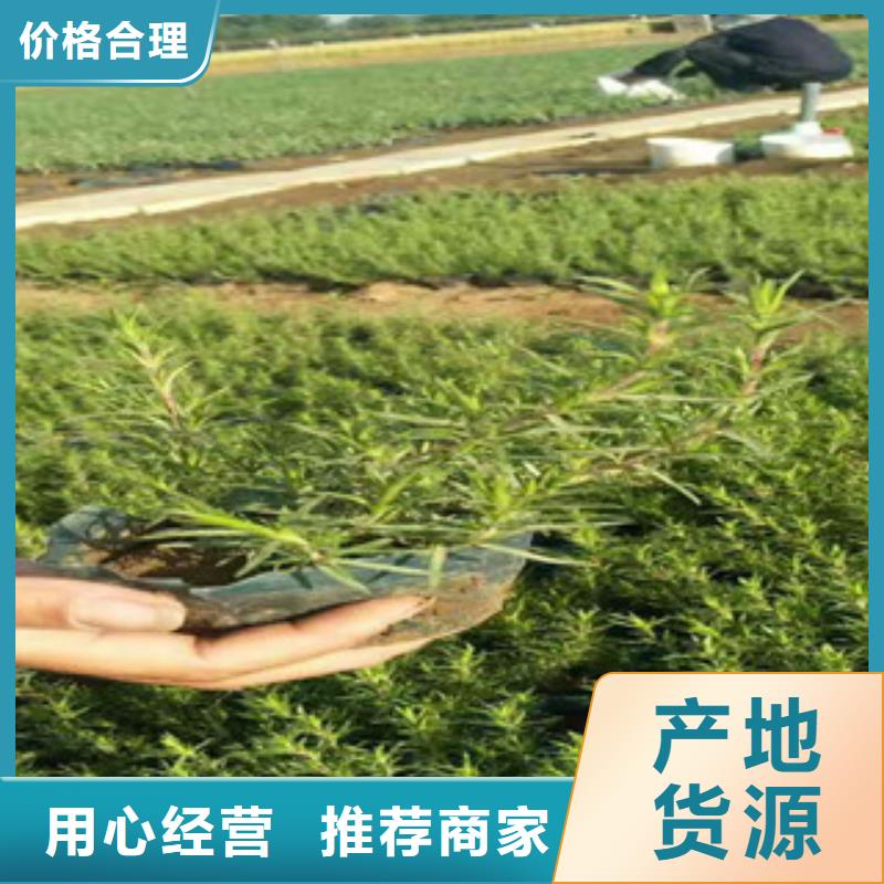 时令草花柳叶马鞭草/薰衣草价格低