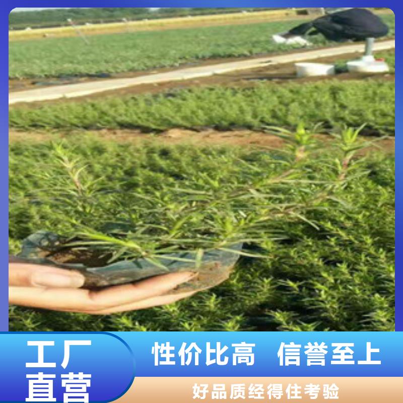 时令草花花海景观工程产地批发