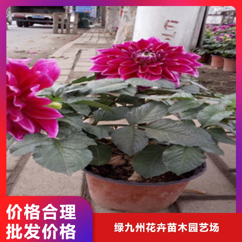 时令草花花海景观工程厂家定制