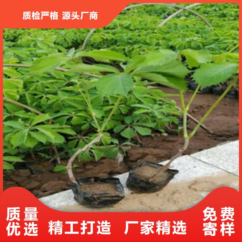 宿根花卉_观赏草/蒲苇狼尾草N年专注